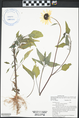 Helianthus petiolaris image