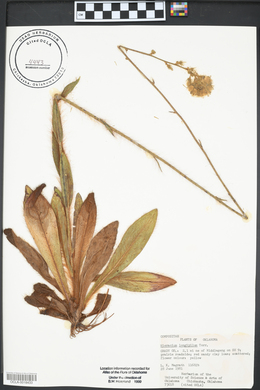 Hieracium longipilum image