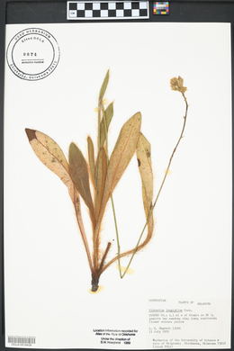 Hieracium longipilum image