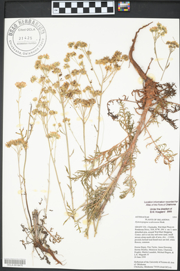 Hymenopappus scabiosaeus image
