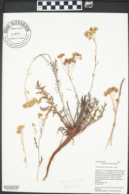 Hymenopappus scabiosaeus image