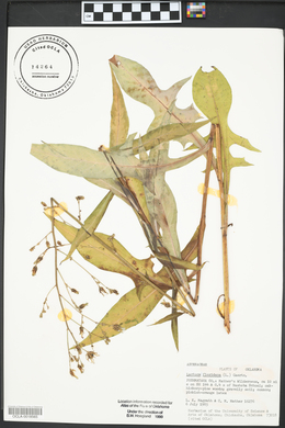 Lactuca floridana image