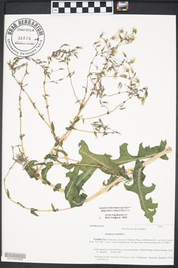 Lacinaria scariosa image