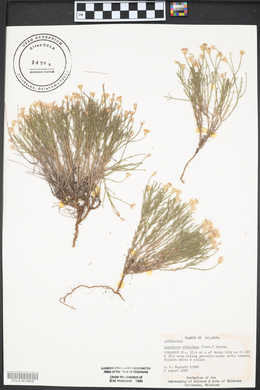 Chaetopappa ericoides image