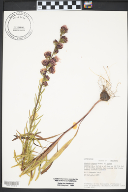 Liatris aspera var. aspera image