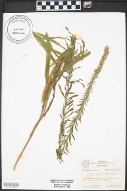 Liatris elegans image