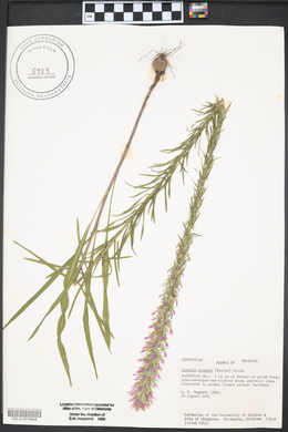 Liatris elegans image