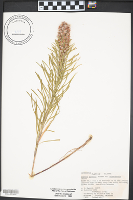 Liatris punctata image