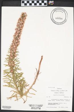 Liatris punctata var. nebraskana image