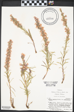 Liatris punctata var. nebraskana image