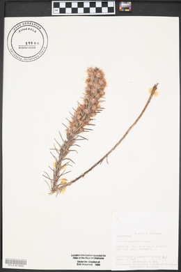 Liatris punctata image