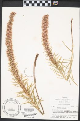 Liatris punctata image