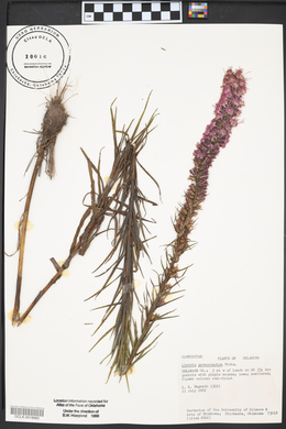 Liatris pycnostachya image