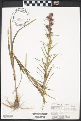 Liatris squarrosa image