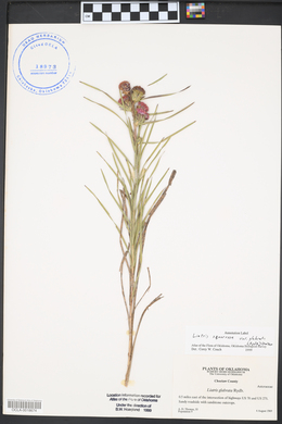 Liatris squarrosa image