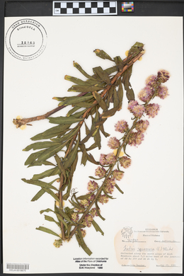 Castilleja indivisa image
