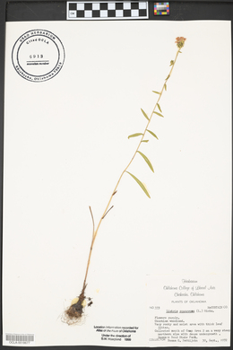 Liatris squarrosa image