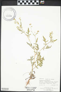 Parthenium hysterophorus image