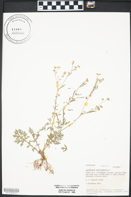 Parthenium hysterophorus image