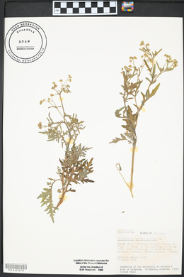 Parthenium hysterophorus image