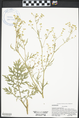 Parthenium hysterophorus image