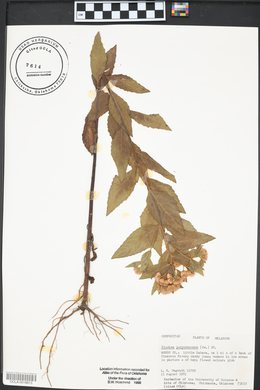 Pluchea odorata var. odorata image