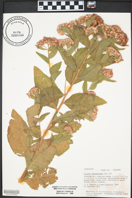 Pluchea odorata var. odorata image