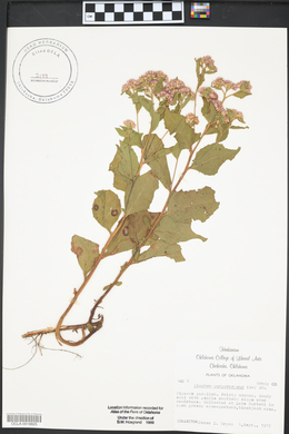 Pluchea odorata var. odorata image