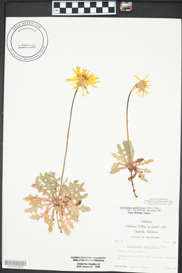 Pyrrhopappus grandiflorus image