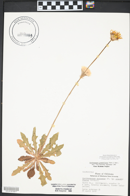 Pyrrhopappus grandiflorus image