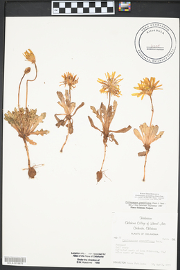 Pyrrhopappus grandiflorus image