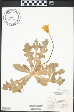 Pyrrhopappus grandiflorus image