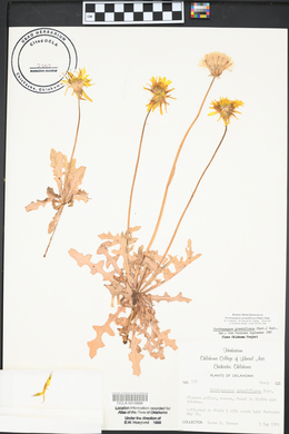 Pyrrhopappus grandiflorus image