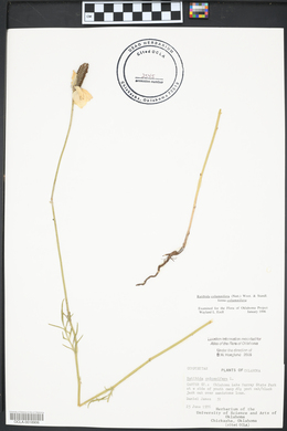 Ratibida columnifera image