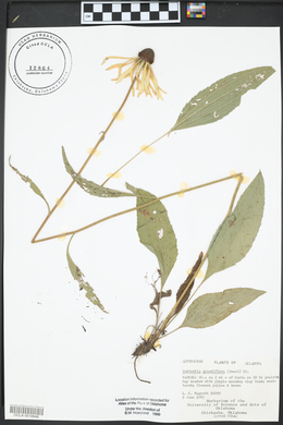 Rudbeckia grandiflora image