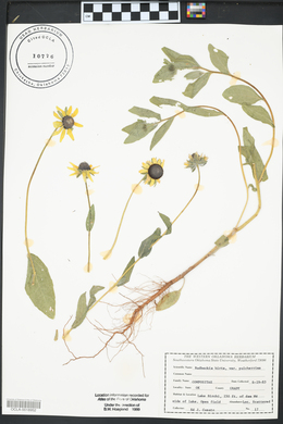 Rudbeckia hirta var. pulcherrima image