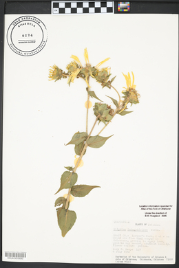 Silphium integrifolium image