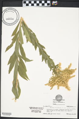 Solidago canadensis var. gilvocanescens image