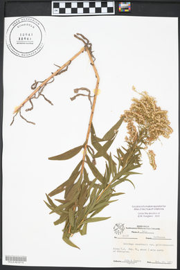 Solidago canadensis var. gilvocanescens image