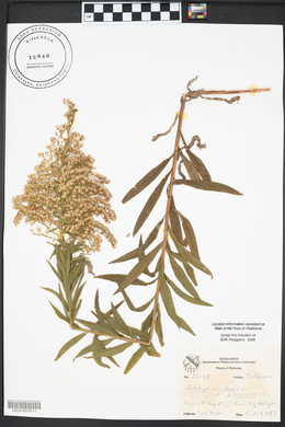 Solidago canadensis var. gilvocanescens image