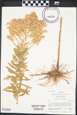 Solidago canadensis var. scabra image