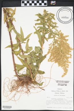 Solidago canadensis var. gilvocanescens image