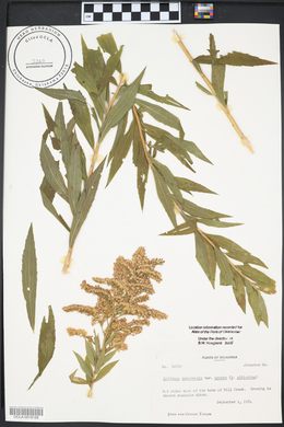 Solidago canadensis var. scabra image