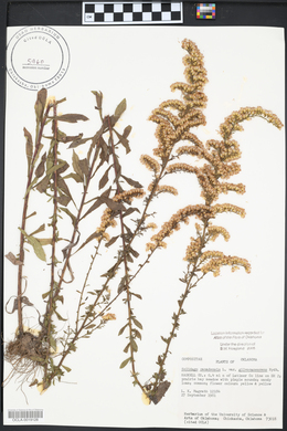 Solidago canadensis var. gilvocanescens image