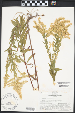 Solidago canadensis var. gilvocanescens image