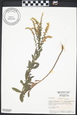 Solidago canadensis var. gilvocanescens image