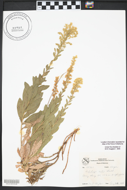 Solidago mollis image