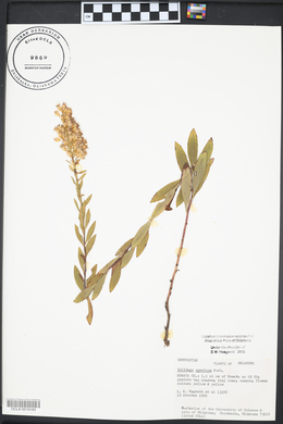 Solidago speciosa image