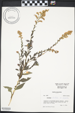 Solidago ulmifolia var. ulmifolia image