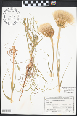 Tragopogon porrifolius image